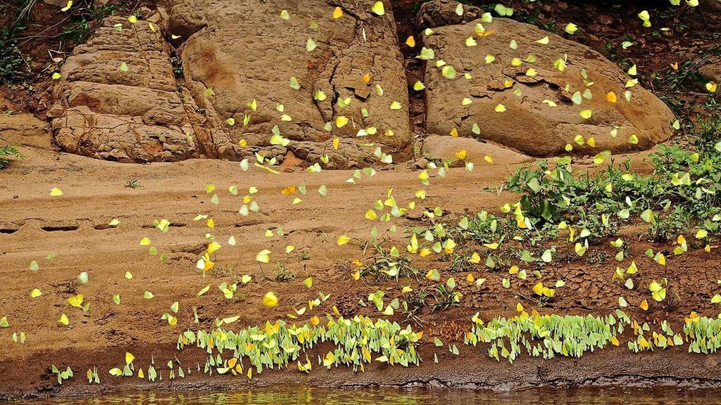 Posada Del Chaman Iguazu Пуерто Игуасу Екстериор снимка