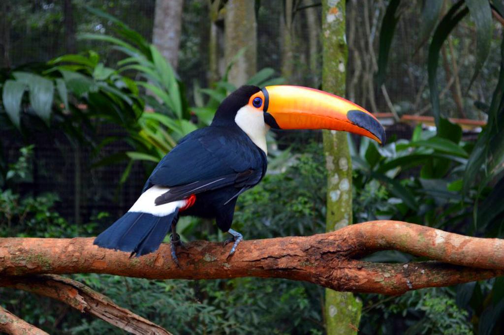 Posada Del Chaman Iguazu Пуерто Игуасу Екстериор снимка